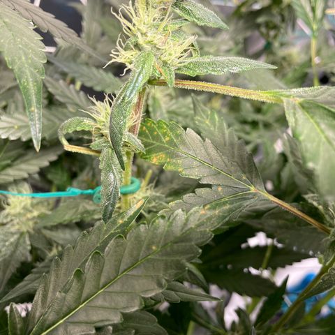Moby dick XXL  [auto] growlog timeline photo