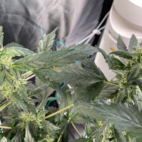 Moby dick XXL  [auto] growlog timeline photo