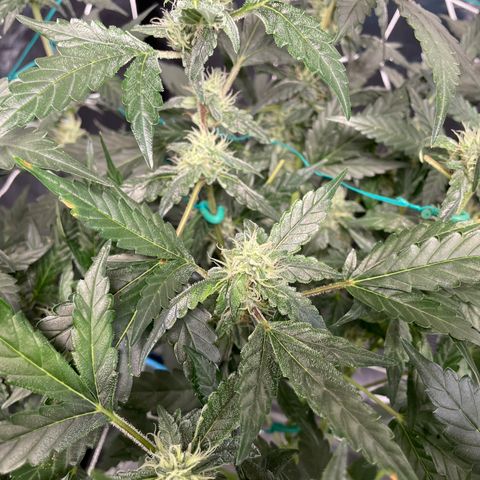 Moby dick XXL  [auto] growlog timeline photo