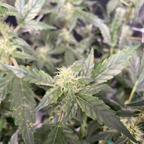 Moby dick XXL  [auto] growlog timeline photo