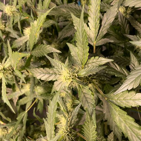Moby dick XXL  [auto] growlog timeline photo