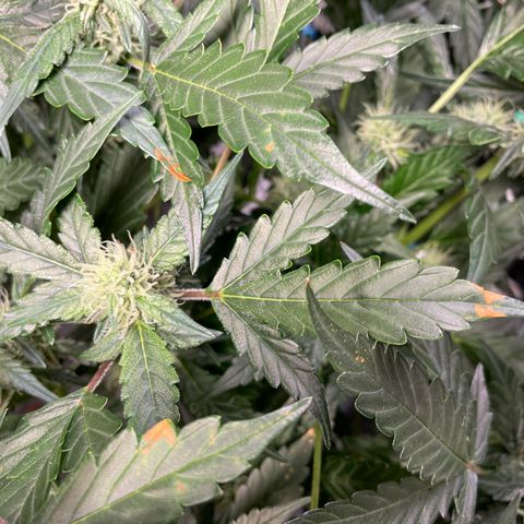Moby dick XXL  [auto] growlog timeline photo