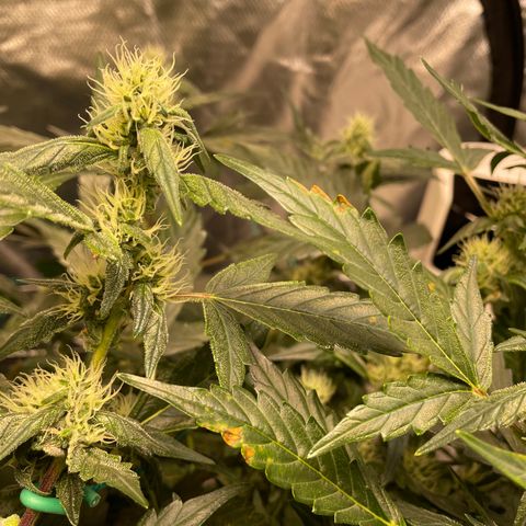 Moby dick XXL  [auto] growlog timeline photo