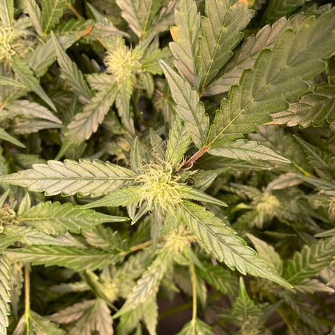Moby dick XXL  [auto] growlog timeline photo