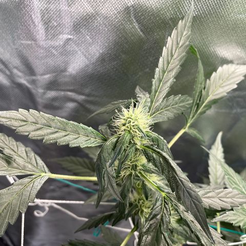 Moby dick XXL  [auto] growlog timeline photo