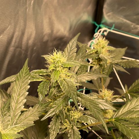 Moby dick XXL  [auto] growlog timeline photo