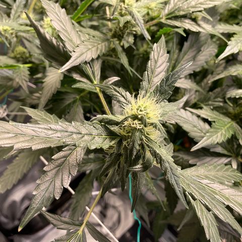 Moby dick XXL  [auto] growlog timeline photo