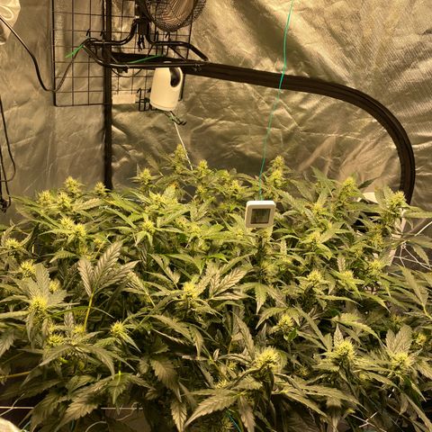 Moby dick XXL  [auto] growlog timeline photo