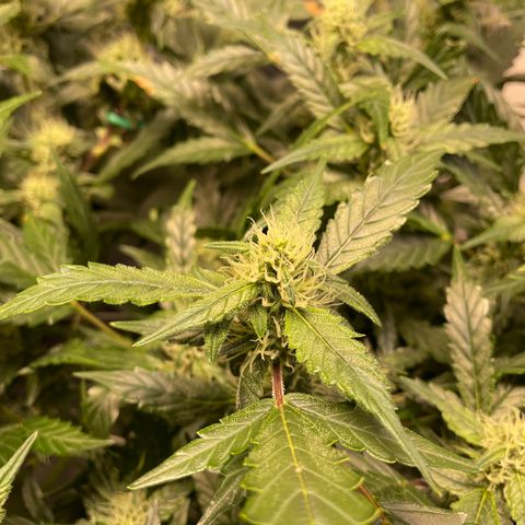 Moby dick XXL  [auto] growlog timeline photo