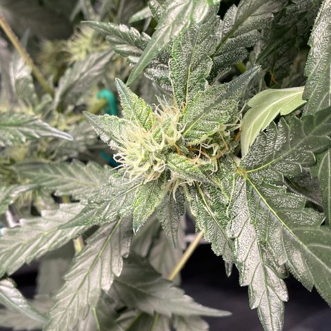 Moby dick XXL  [auto] growlog timeline photo