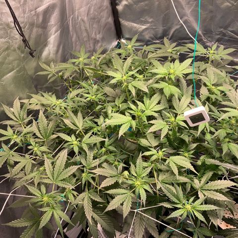 Moby dick XXL  [auto] growlog timeline photo