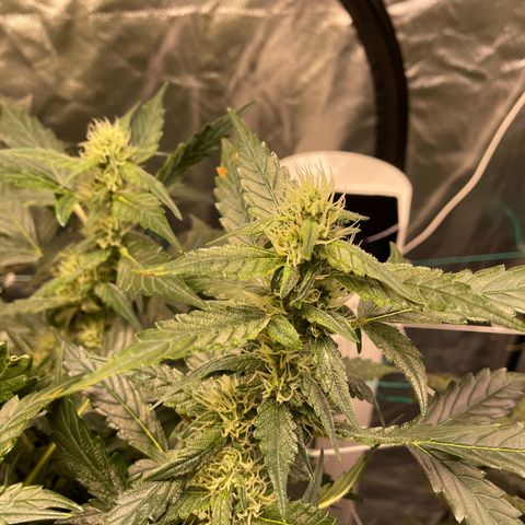Moby dick XXL  [auto] growlog timeline photo