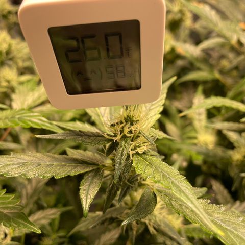Moby dick XXL  [auto] growlog timeline photo