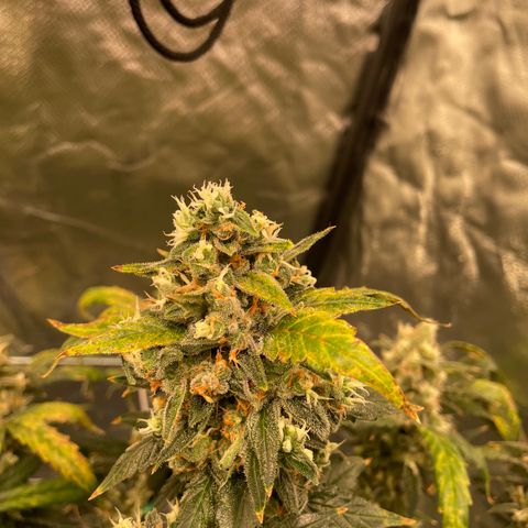 Moby dick XXL  [auto] growlog timeline photo