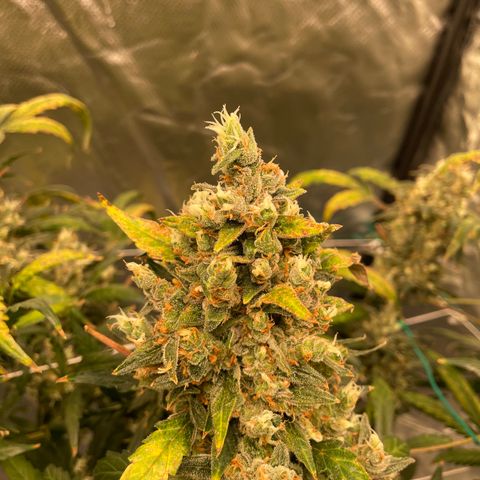 Moby dick XXL  [auto] growlog timeline photo