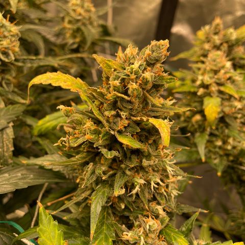 Moby dick XXL  [auto] growlog timeline photo