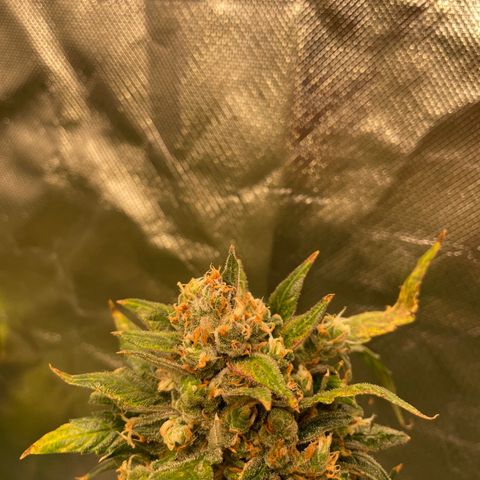 Moby dick XXL  [auto] growlog timeline photo