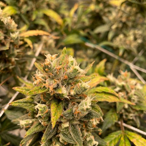 Moby dick XXL  [auto] growlog timeline photo
