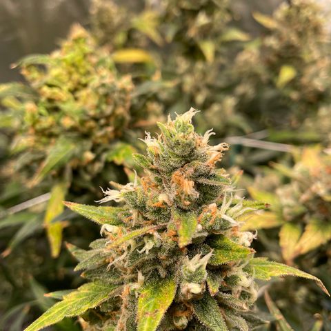 Moby dick XXL  [auto] growlog timeline photo