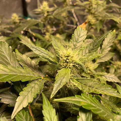 Moby dick XXL  [auto] growlog timeline photo