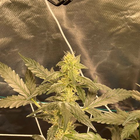 Moby dick XXL  [auto] growlog timeline photo