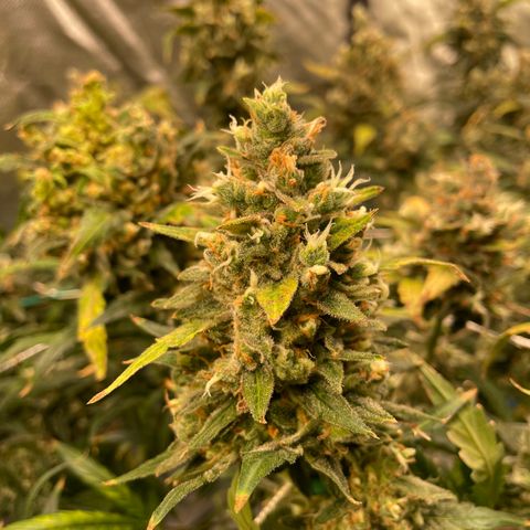 Moby dick XXL  [auto] growlog timeline photo