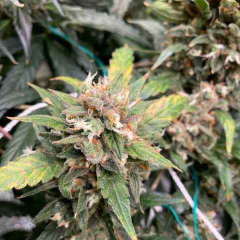 Moby dick XXL  [auto] growlog timeline photo