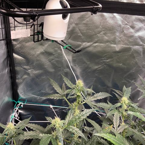 Moby dick XXL  [auto] growlog timeline photo
