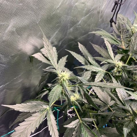 Moby dick XXL  [auto] growlog timeline photo
