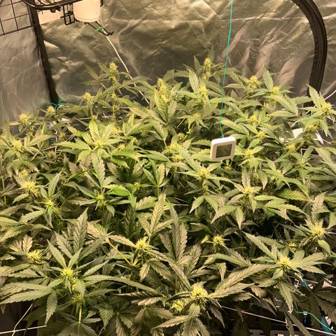 Moby dick XXL  [auto] growlog timeline photo