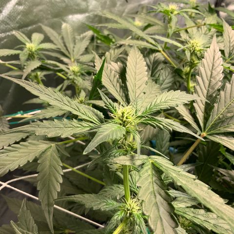 Moby dick XXL  [auto] growlog timeline photo