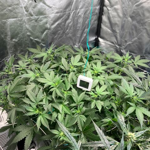 Moby dick XXL  [auto] growlog timeline photo