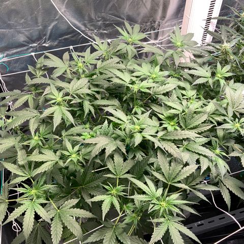 Moby dick XXL  [auto] growlog timeline photo