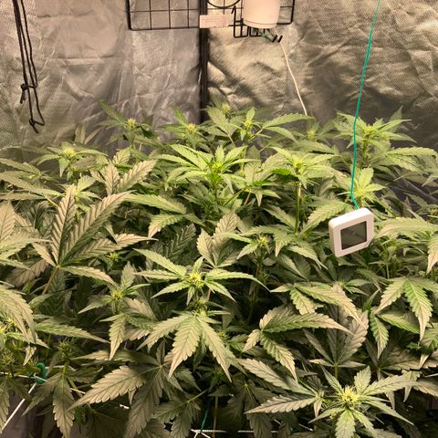 Moby dick XXL  [auto] growlog timeline photo