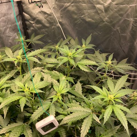 Moby dick XXL  [auto] growlog timeline photo