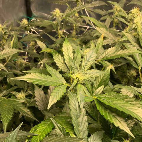 Moby dick XXL  [auto] growlog timeline photo