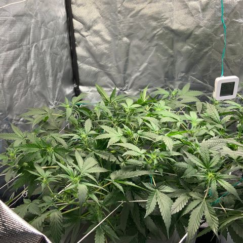 Moby dick XXL  [auto] growlog timeline photo