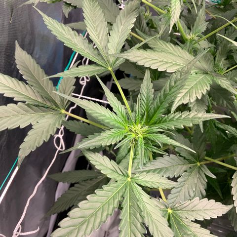 Moby dick XXL  [auto] growlog timeline photo