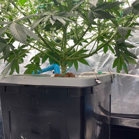Moby dick XXL  [auto] growlog timeline photo