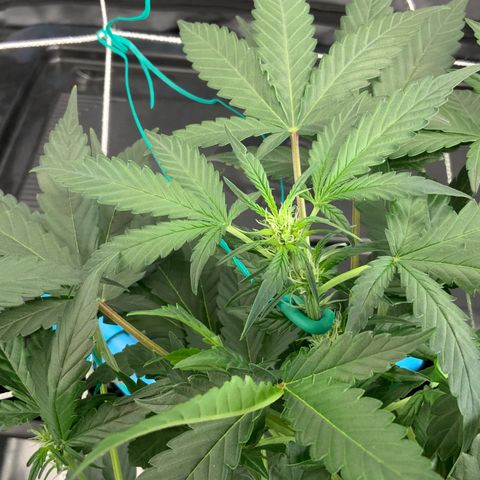 Moby dick XXL  [auto] growlog timeline photo