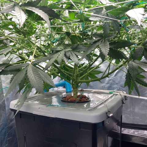 Moby dick XXL  [auto] growlog timeline photo
