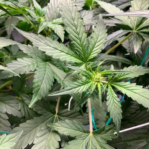 Moby dick XXL  [auto] growlog timeline photo