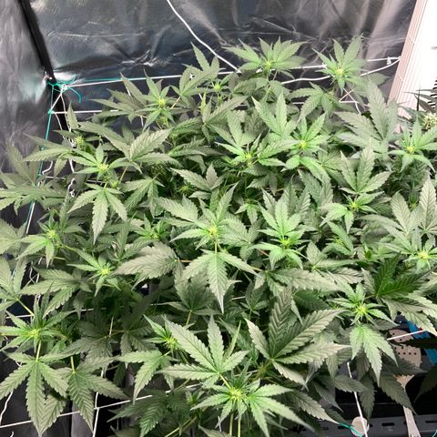 Moby dick XXL  [auto] growlog timeline photo