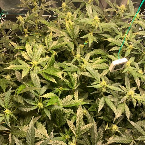 Moby dick XXL  [auto] growlog timeline photo