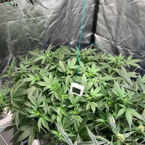 Moby dick XXL  [auto] growlog timeline photo
