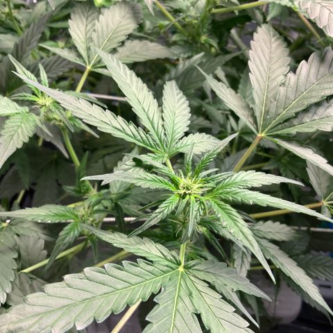 Moby dick XXL  [auto] growlog timeline photo