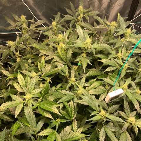 Moby dick XXL  [auto] growlog timeline photo