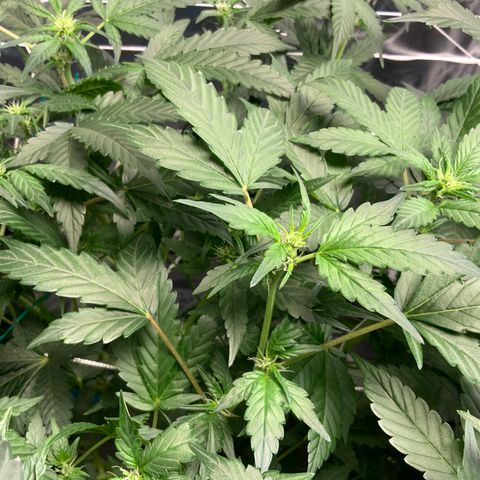 Moby dick XXL  [auto] growlog timeline photo