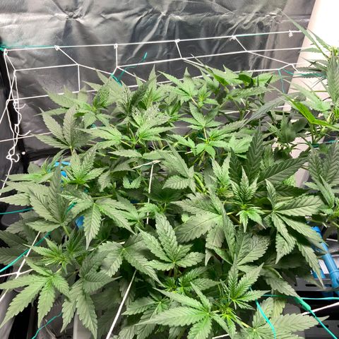 Moby dick XXL  [auto] growlog timeline photo