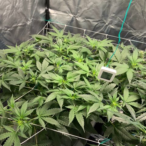 Moby dick XXL  [auto] growlog timeline photo